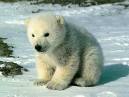 bebe ours blanc